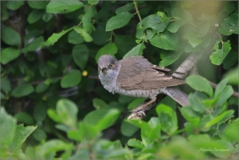 <p>PĚNICE VLAŠSKÁ (Sylvia nisoria) Dolní Podluží ---- /Berred warbler - Sperbergerasmücke/</p>